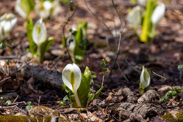spring snowdrop flower