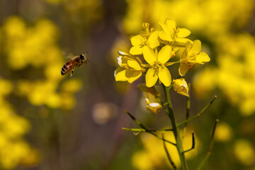 bee on flower