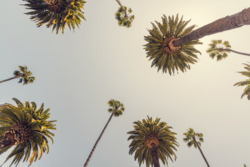 A perfect summer day and tall palms - obrazy, fototapety, plakaty