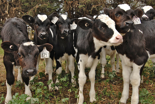 Friesian calves crowd together being inquisitive, calves can be male or female-also known as poddy calves
