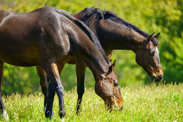 引退後の2頭の競走馬