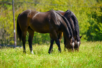 Fototapeta premium 引退後の2頭の競走馬
