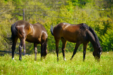 Fototapeta premium 引退後の2頭の競走馬