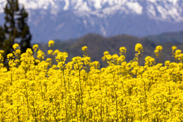 Obraz premium field of yellow flowers