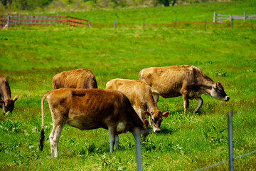 蒜山のジャージー牛
