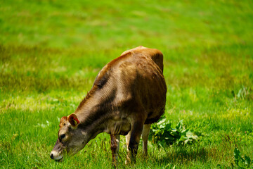 蒜山のジャージー牛