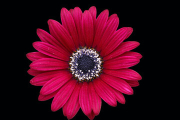 A maroon Cape Marguerite Daisy