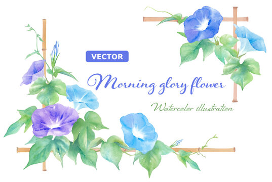 アサガオ」の写真素材 | 80,391件の無料イラスト画像 | Adobe Stock