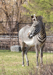Fototapeta na wymiar Zebra on a green meadow on a sunny day.