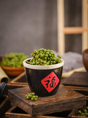 Piper nigrum,Green pepper,Zanthoxylum schinifolium(huajiao),fresh and dried peppercorns(Translation: The word 