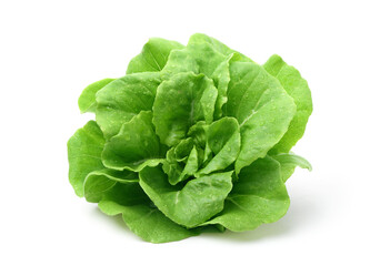 Fresh butterhead lettuce  isolate on white background. Clipping path.