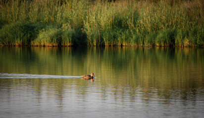 swan on the lake