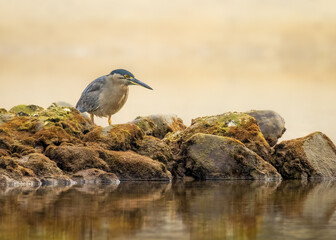 Heron sitting on the rocks at the coast looking for its next meal