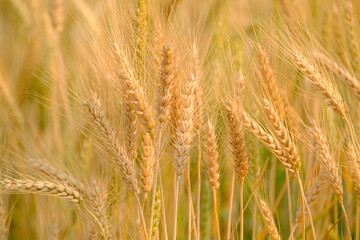  Gold Wheat Field Background