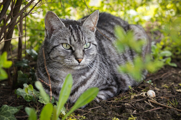 Naklejka na ściany i meble Katze liegt im Garten unter Büschen