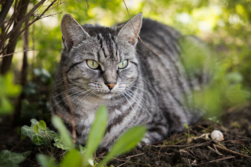 Katze liegt im Garten unter Büschen