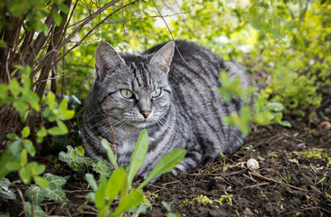 Naklejka na ściany i meble Grau getigerte Katze liegt im Garten unter Büschen