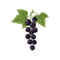 Black currant. A branch with ripe black currant and green leaves. A twig with ripe currant berries. Vector illustration on a white background