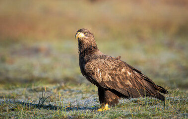 Fototapeta premium Sea eagle or white tailed eagle ( Haliaeetus albicilla)