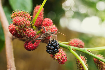 Mulberry fruits with a bug on them eating