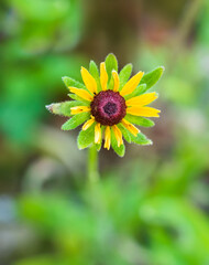 Young flower of  Rudbeckia fulgida Goldsturm - Black Eyed Susan - Florida native blooming perennial