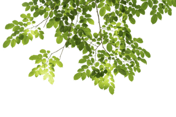 branch leaves or green leaf isolated. Tree Leaf Frame