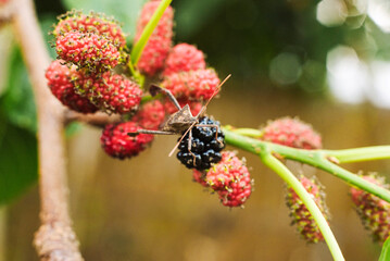 Mulberry fruits with a bug on them eating