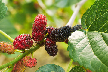 Mulberry tree with fruits