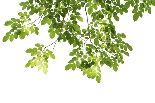 Fototapeta branch leaves or green leaf isolated. Tree Leaf Frame