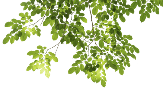 branch leaves or green leaf isolated. Tree Leaf Frame