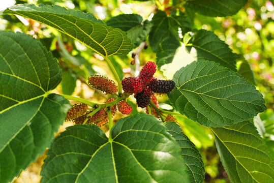 Mulberry tree with fruits