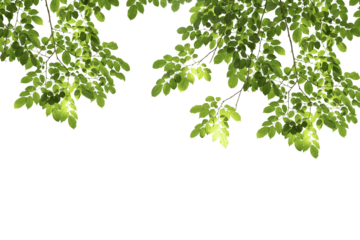 branch leaves or green leaf isolated. Tree Leaf Frame