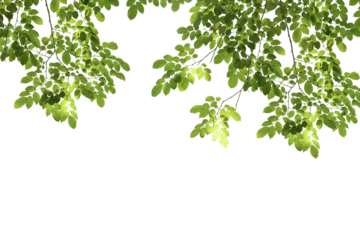 Gardinen branch leaves or green leaf isolated. Tree Leaf Frame © ariya
