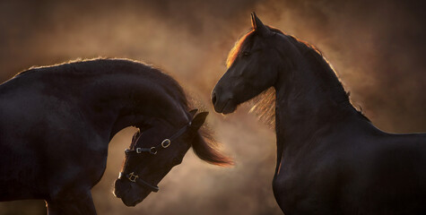 Couple of two Black frisian stallion close up portrait on dark background in clouds of smoke