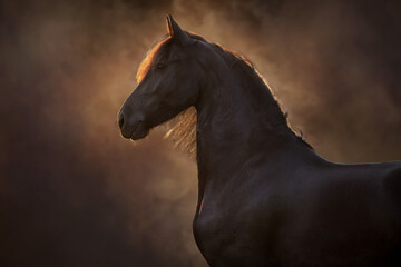 Black frisian stallion close up portrait on dark