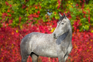 Grey horse portrait in autumn landscape - 598804163