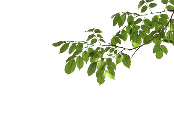 branch leaves or green leaf isolated. Tree Leaf Frame - obrazy, fototapety, plakaty