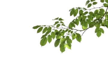 branch leaves or green leaf isolated. Tree Leaf Frame