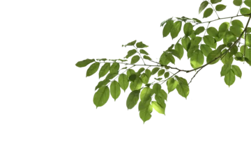 Deurstickers branch leaves or green leaf isolated. Tree Leaf Frame © ariya