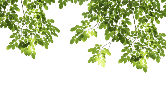 branch leaves or green leaf isolated. Tree Leaf Frame