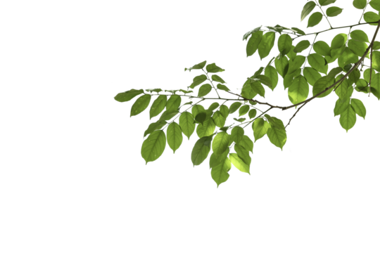 branch leaves or green leaf isolated. Tree Leaf Frame