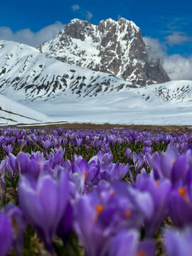 Flowering of the Crocus 