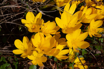Gorgeous yellow flowers bloom during spring, adding a vibrant pop of color to the season's natural beauty.Yellow crocuses in the early spring. 