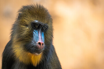 Mandrill | Mandril