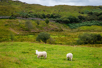 Ireland landscape. Magical Irish hills. Green island with sheep and cows on cloudy foggy day. Connemara national park in Ireland.
