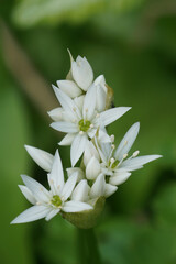 Closeup on the white flower of the broad leaved garlic, Allium urisum