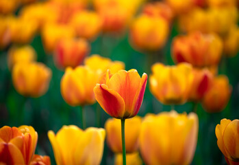 Group of red and yellow tulips in park