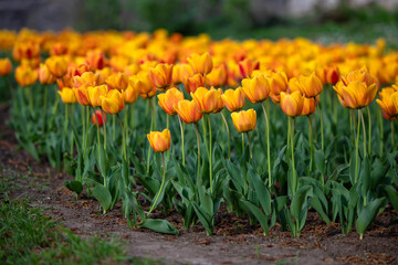 Obraz premium Group of red and yellow tulips in park