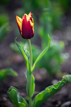 Single red and yellow tulip in park