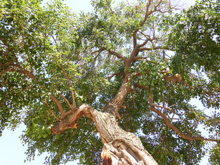Wide crown of mulberry tree